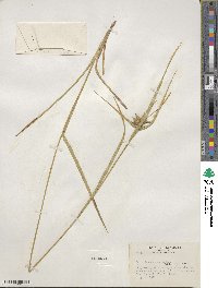 Carex intumescens image