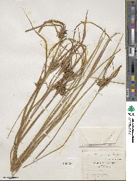 Carex intumescens image