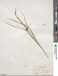 Carex intumescens image