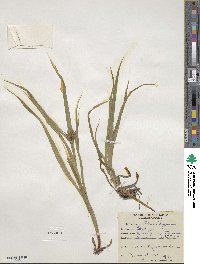 Carex intumescens image