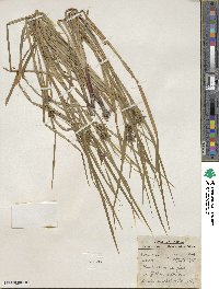 Carex intumescens image