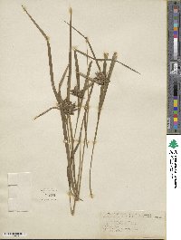 Carex intumescens image