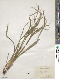 Carex intumescens image