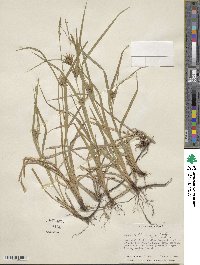 Carex intumescens image