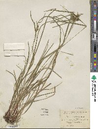 Carex intumescens image