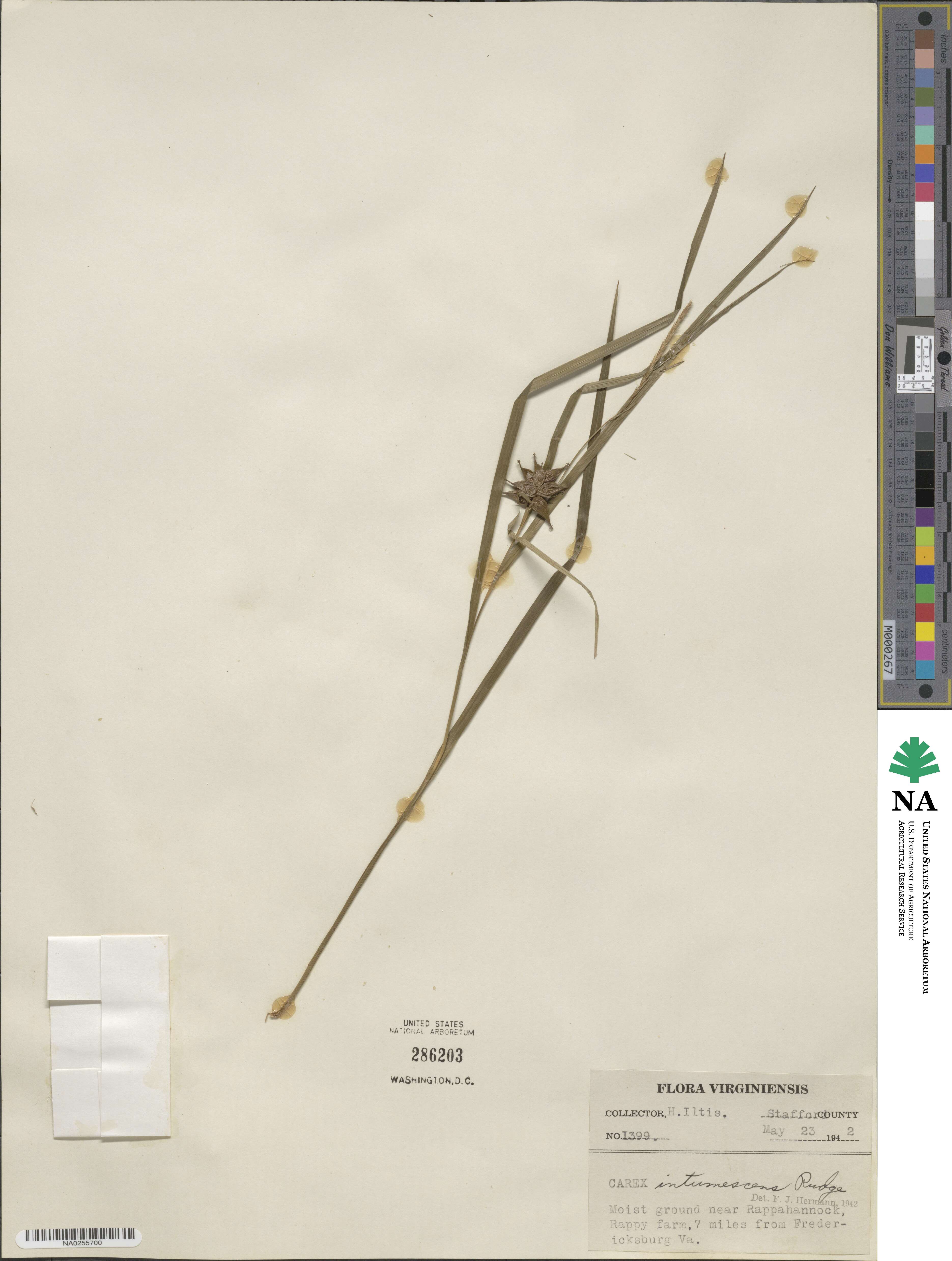 Carex intumescens image