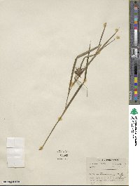 Carex intumescens image