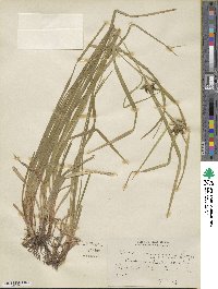 Carex intumescens image