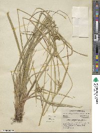 Carex intumescens image