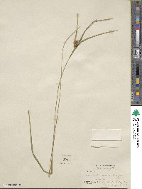 Carex intumescens image