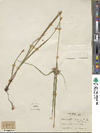 Carex intumescens image