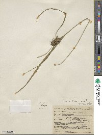 Carex intumescens image