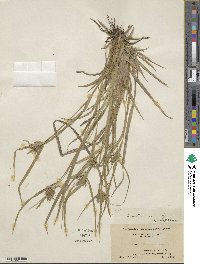 Carex intumescens image