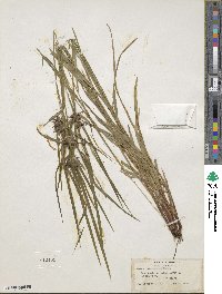 Carex intumescens image