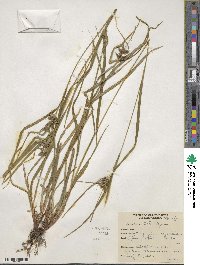 Carex intumescens image