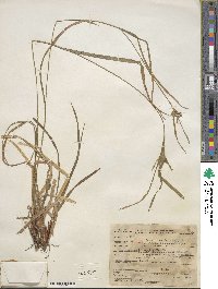 Carex intumescens image