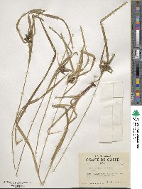 Carex intumescens image