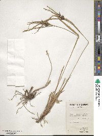 Carex intumescens image