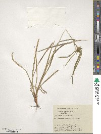 Carex intumescens image