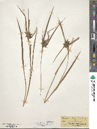 Carex intumescens image