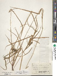 Carex intumescens image