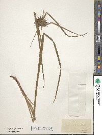 Carex intumescens image