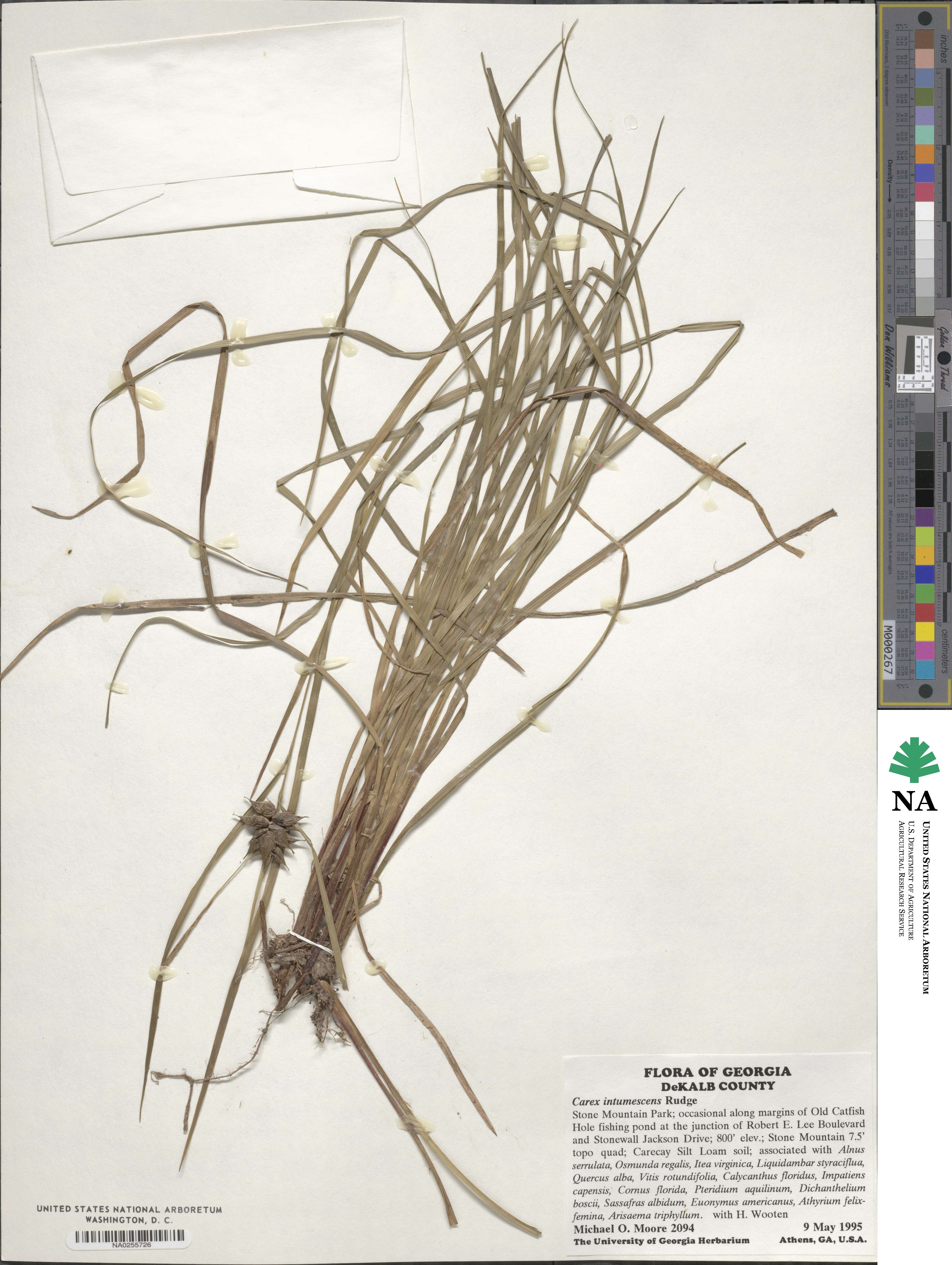 Carex intumescens image