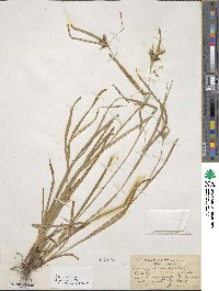 Carex intumescens image