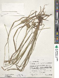 Carex intumescens image