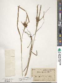 Carex intumescens image