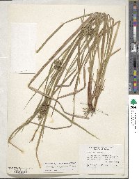 Carex intumescens image