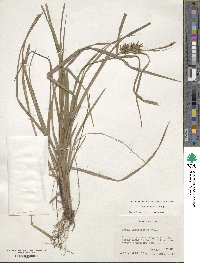 Carex intumescens image