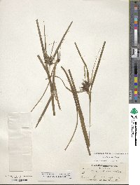 Carex intumescens image