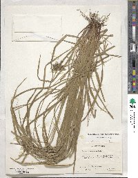 Carex intumescens image