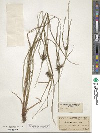 Carex intumescens image