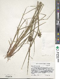 Carex intumescens image