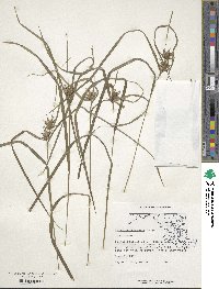 Carex intumescens image