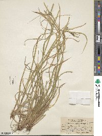 Carex intumescens image