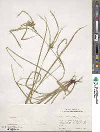 Carex intumescens image