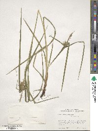 Carex intumescens image