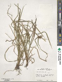 Carex intumescens image