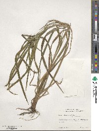 Carex intumescens image