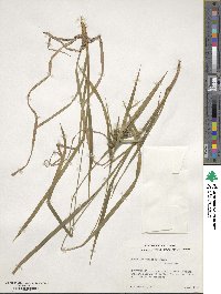 Carex intumescens image