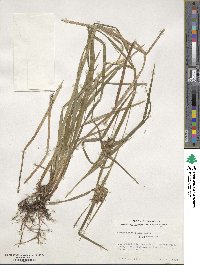 Carex intumescens image