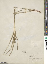 Carex intumescens image