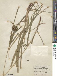 Carex intumescens image