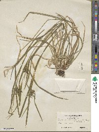 Carex intumescens image