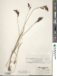 Carex spectabilis image