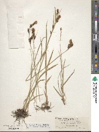 Carex spectabilis image