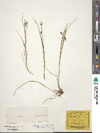 Carex magellanica subsp. irrigua image